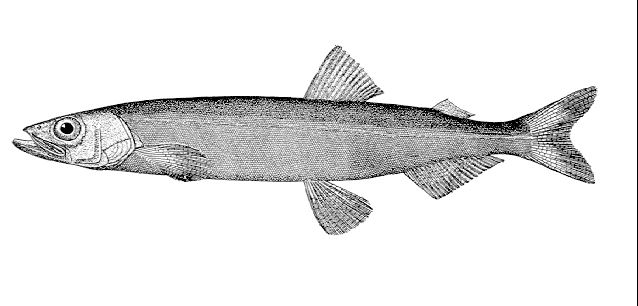 capelin fish