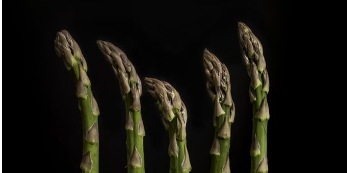 How To Cook Canned Asparagus