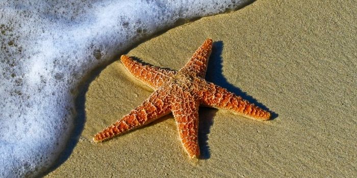 How To Cook Starfish