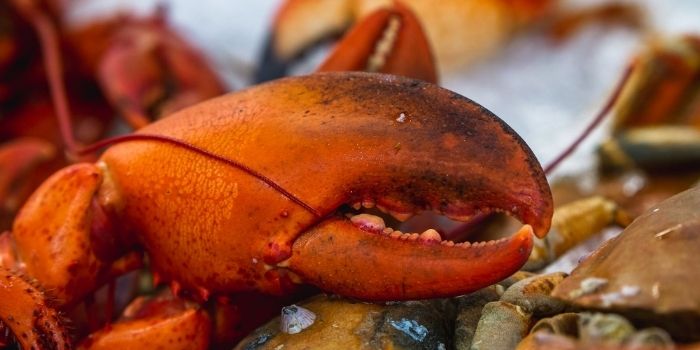 How To Cook Frozen Lobster Claws
