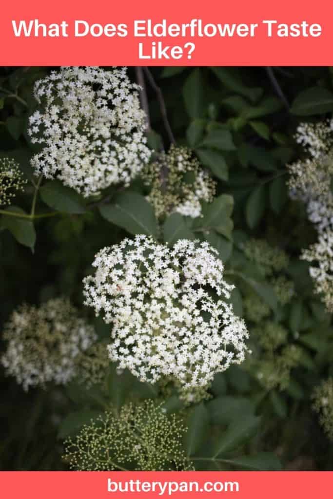 What Does Elderflower Taste Like pin