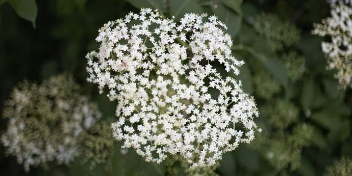 What Does Elderflower Taste Like