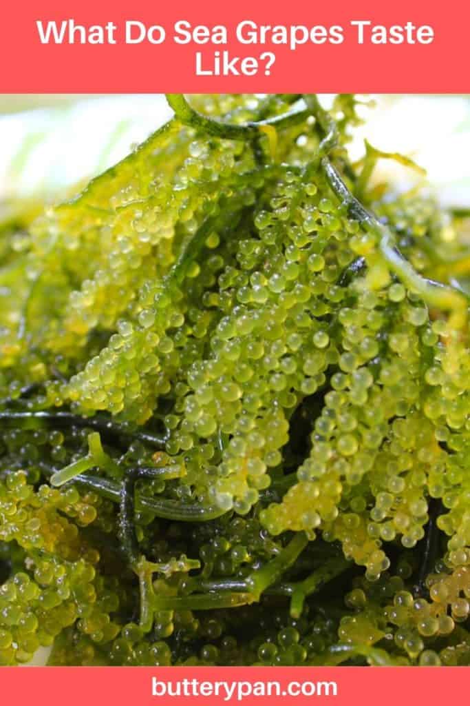 What Do Sea Grapes Taste Like pin