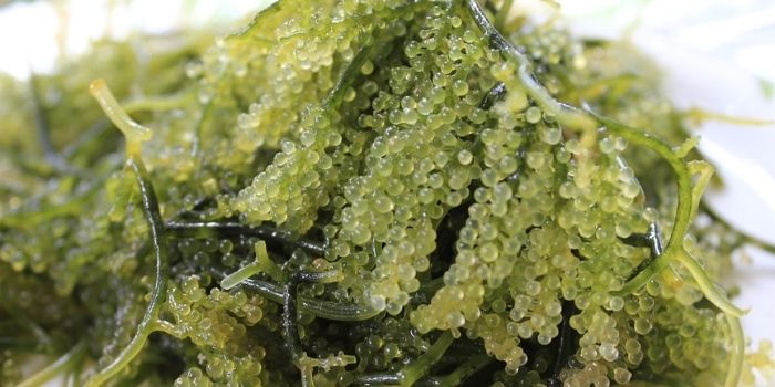 What Do Sea Grapes Taste Like