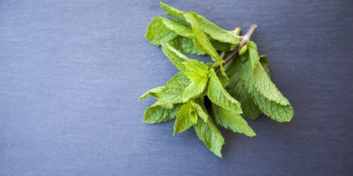 Substitute For Mint Leaves