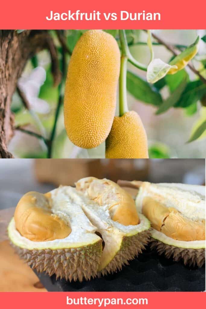 Jackfruit vs Durian pin