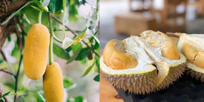 Jackfruit vs Durian