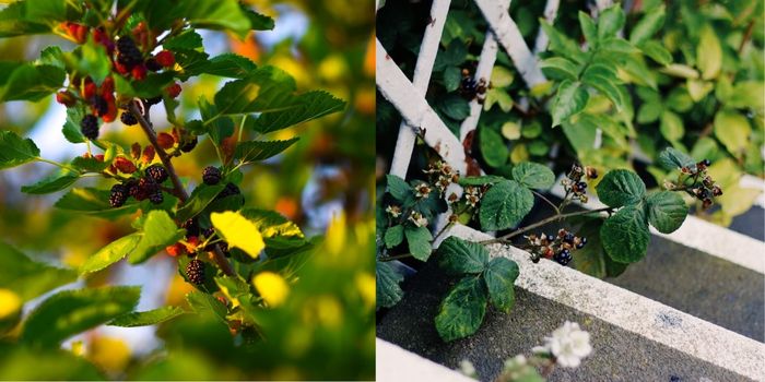 Mulberry tree blackberry tree